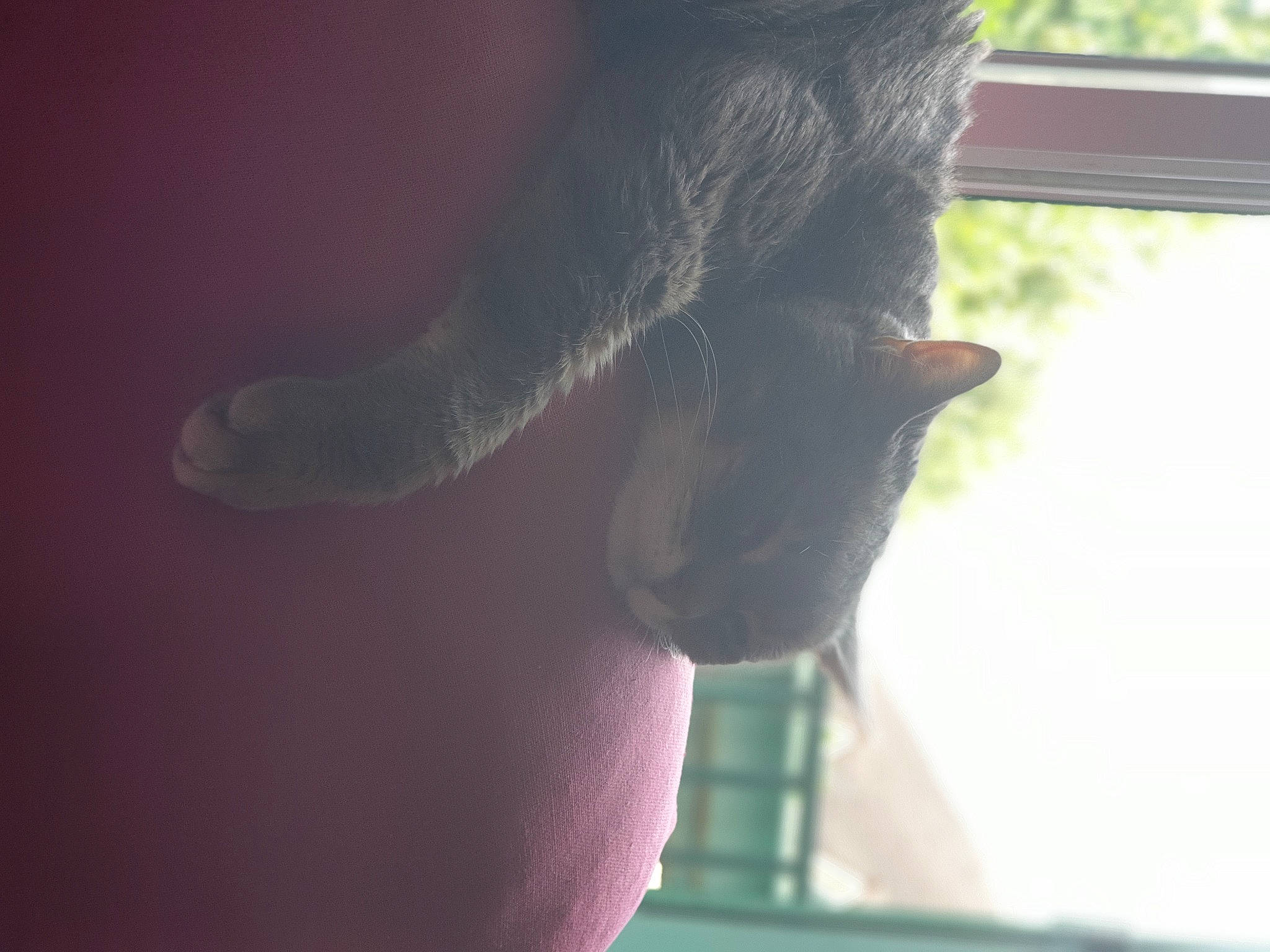 Leo a rejoint le concours — aidez-le/la à gagner de superbes lots ! carnivore, cat, elbow, fawn, felidae, foot, fur, gesture, human_leg, leg, nail, neck, sky, small_to_medium_sized_cats, snout, tail, tints_and_shades, toe, whiskers, window