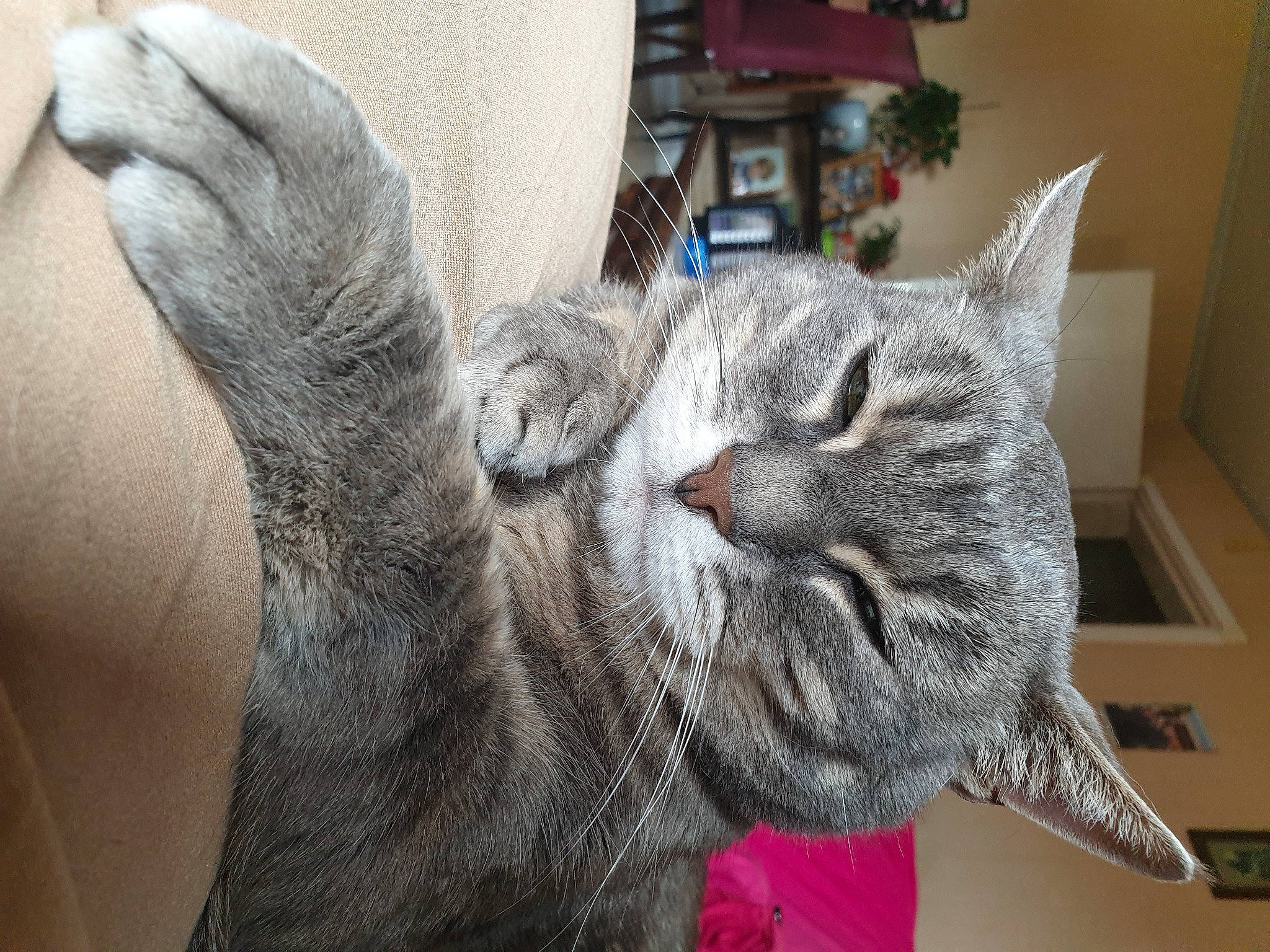 Leo participe au concours pour gagner de l'argent avec cette photo : art, carnivore, cat, claw, comfort, domestic_short_haired_cat, felidae, fur, gesture, grey, houseplant, nap, paw, plant, small_to_medium_sized_cats, snout, table, tail, whiskers, window