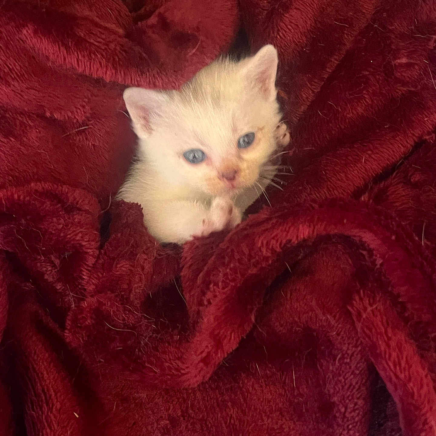 Apy participe au concours pour gagner de l'argent avec cette photo : angora, animal, blanket, cat, kitten, manx, pet, quilt, siamese, velvet