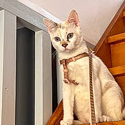 Apy participe au concours pour gagner de l'argent avec cette photo : animal, cat, claws, curious, domestic, ears, feline, fur, harness, house, indoor, leash, looking, mammal, pet, portrait, sitting, stairs, whiskers, wood