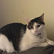 Luka is registered to the contest to win money with this photo: cat, black_and_white, pet, feline, indoor, couch, leather, relaxed, curious, animal, whiskers, ears, collar, bell, portrait, side_view, domestic, fur, sitting, comfortable