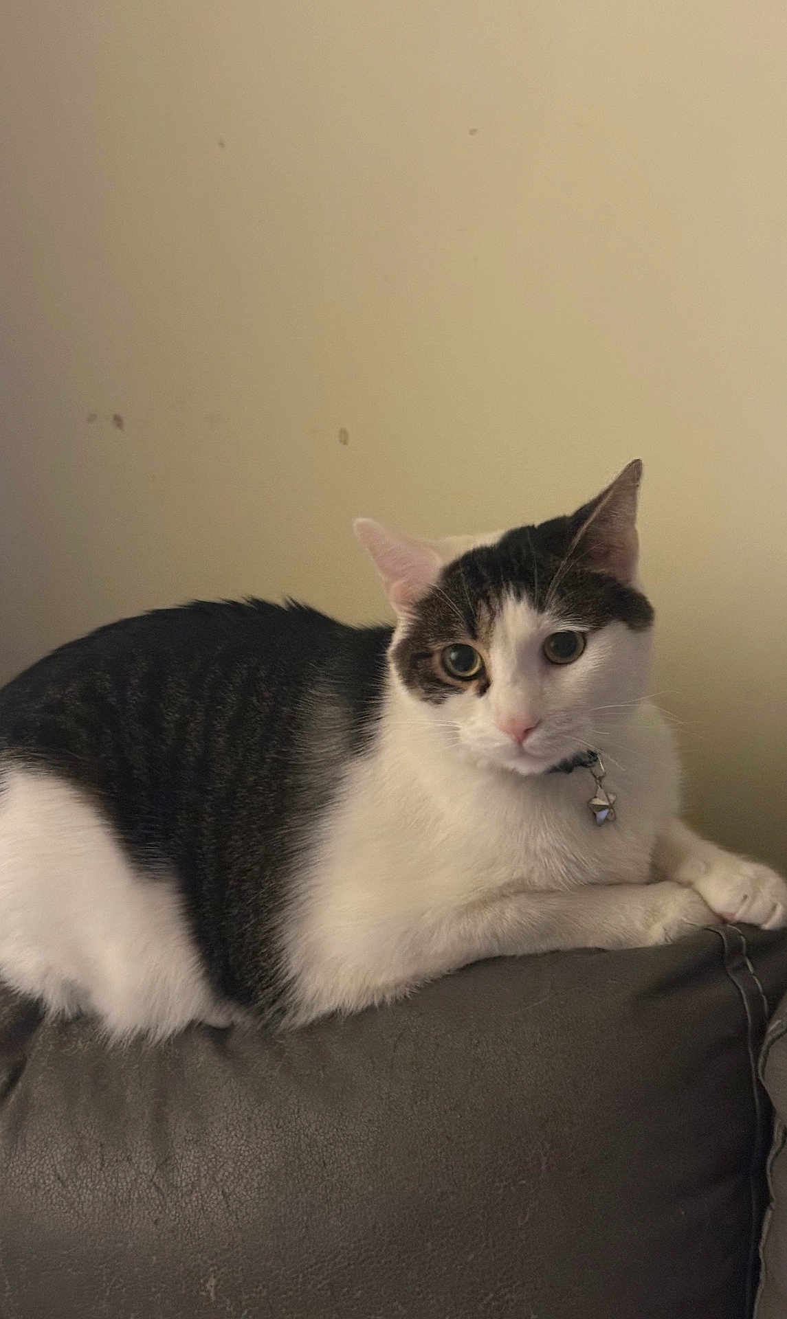 Luka is registered to the contest to win money with this photo: cat, black_and_white, pet, feline, indoor, couch, leather, relaxed, curious, animal, whiskers, ears, collar, bell, portrait, side_view, domestic, fur, sitting, comfortable