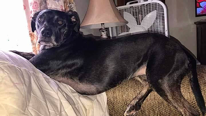 Sammie is registered to the contest to win money with this photo: canidae, carnivore, chair, club_chair, comfort, companion_dog, couch, dog, dog_breed, dog_supply, fawn, fur, grey, guard_dog, lamp, snout, sporting_group, studio_couch, whiskers, working_animal