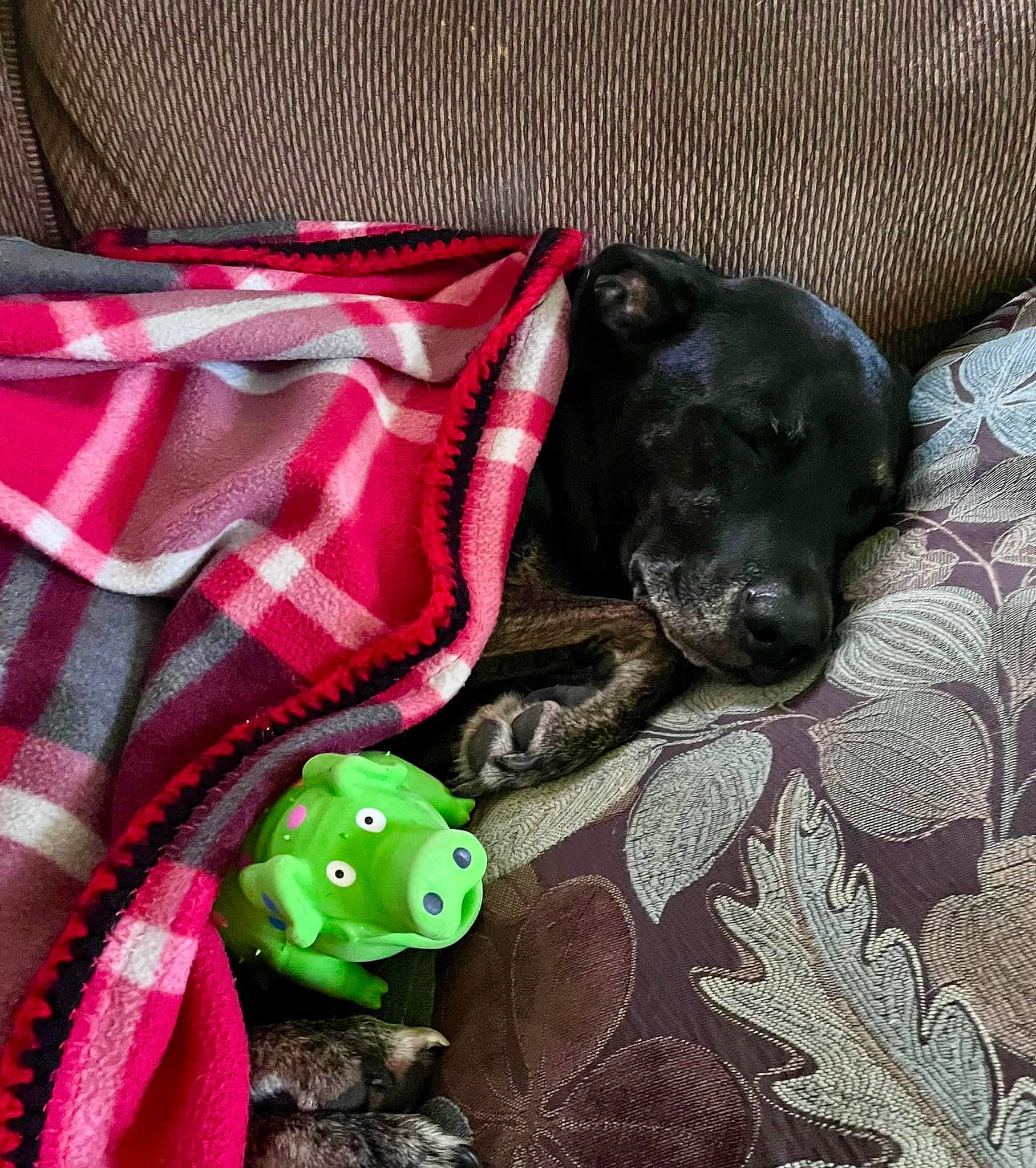 Sammie joined the competition — help win amazing prizes! amphibian, comfort, companion_dog, dog, dog_breed, dog_supply, linens, mammal, pattern, pet_supply, plaid, sleeve, snout, stuffed_toy, tartan, terrestrial_animal, toy, true_frog, vertebrate, working_animal