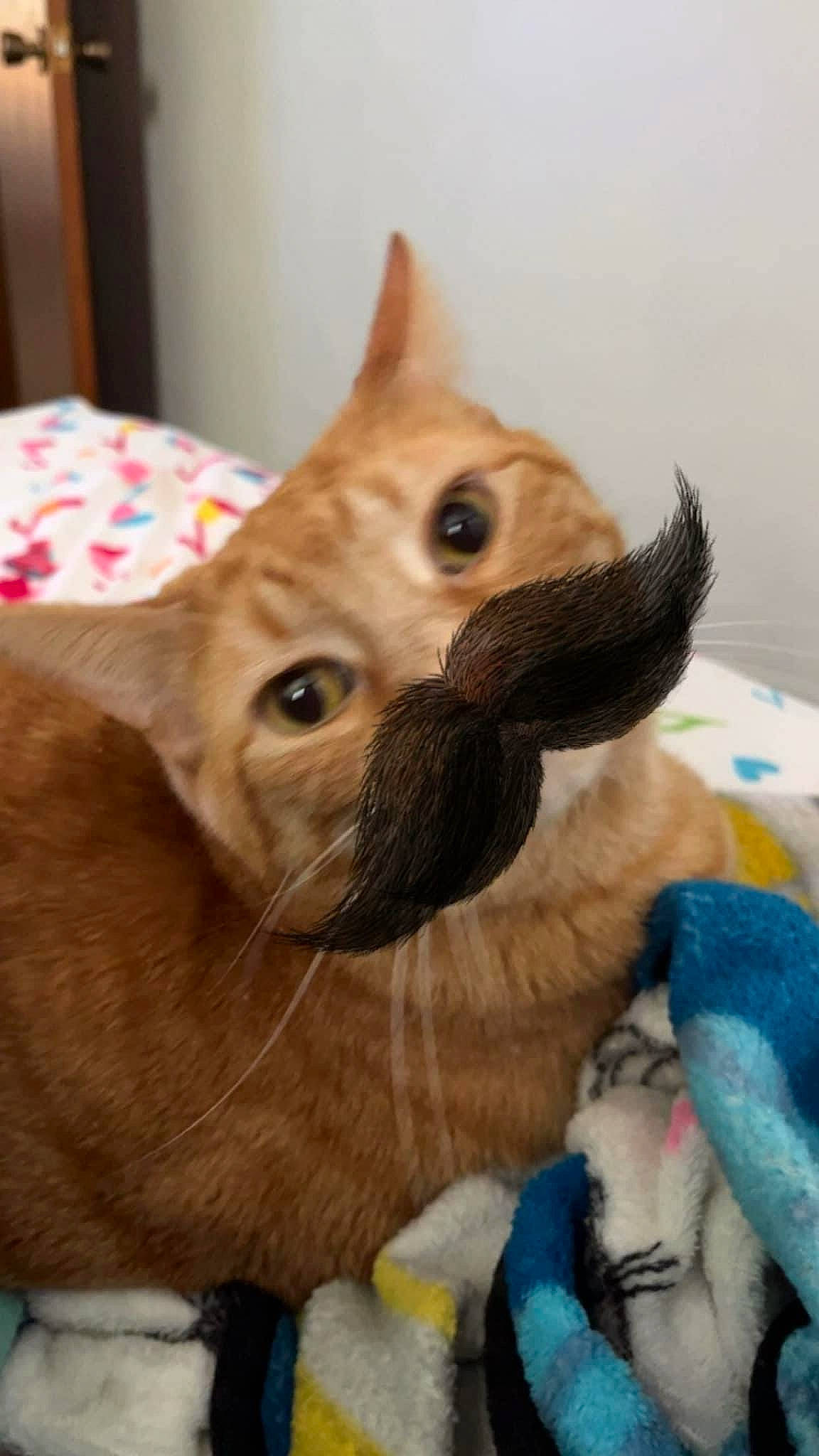 Max is registered to the contest to win money with this photo: canidae, carnivore, cat, comfort, companion_dog, dog_breed, domestic_short_haired_cat, ear, fawn, felidae, fur, paw, small_to_medium_sized_cats, snout, sporting_group, tail, toy, whiskers, wood, working_animal