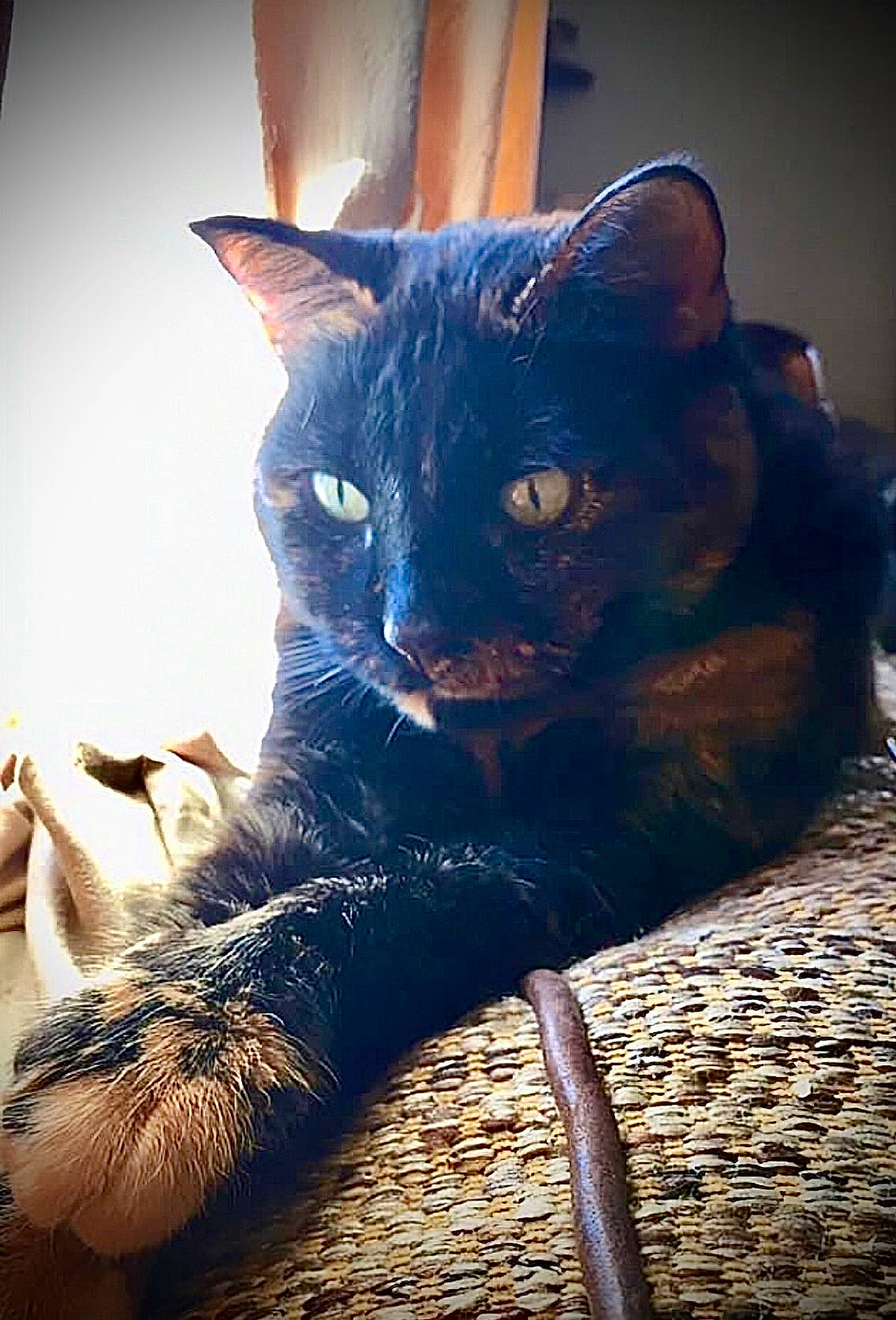 Pumpkin is registered to the contest to win money with this photo: art, black_cat, carnivore, cat, comfort, darkness, domestic_short_haired_cat, ear, electric_blue, fawn, felidae, fur, leg, shadow, small_to_medium_sized_cats, snout, tail, tints_and_shades, whiskers, window