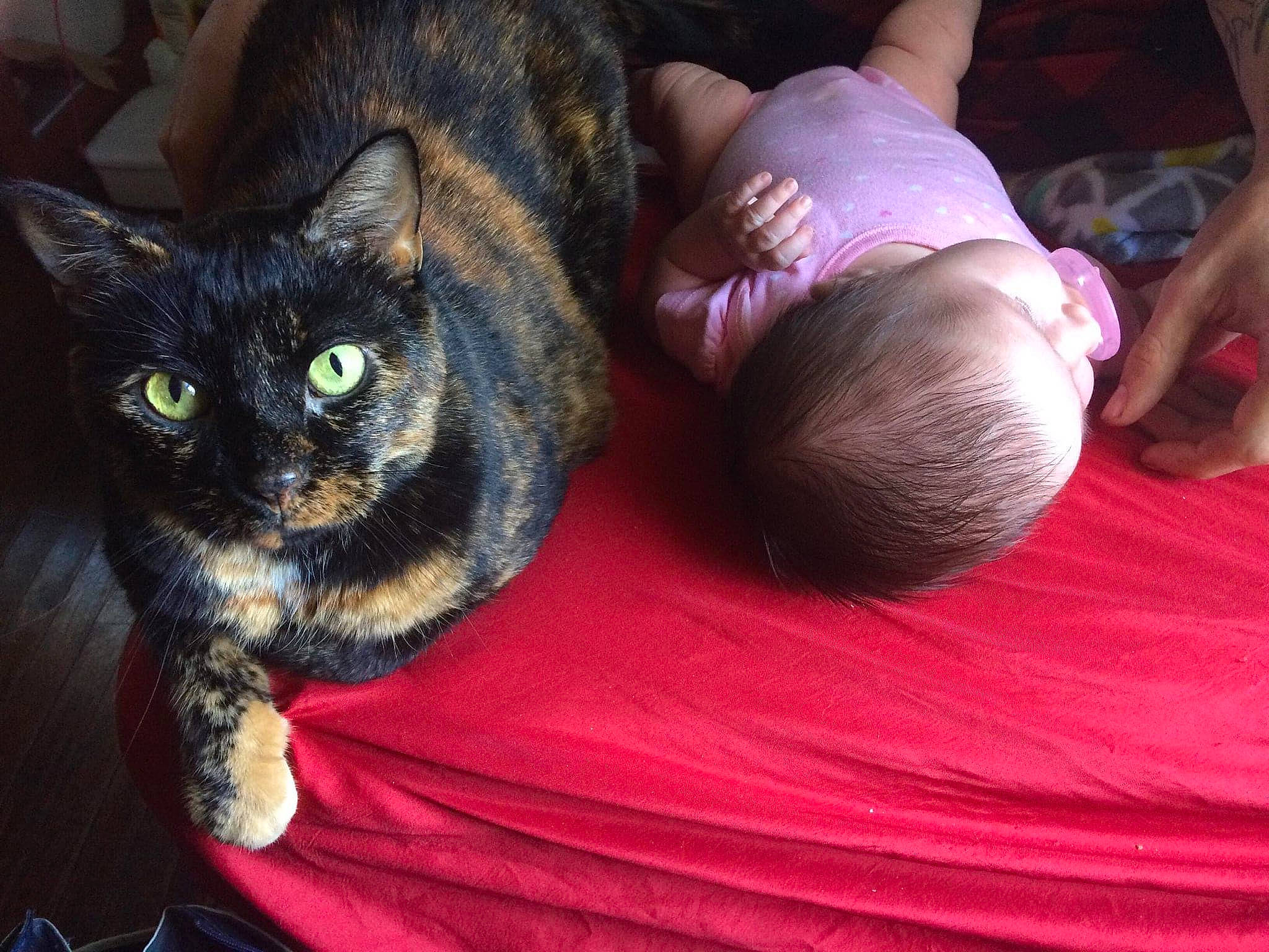 Pumpkin joined the competition — help win amazing prizes! abdomen, baby, black_cat, carnivore, cat, comfort, couch, domestic_short_haired_cat, felidae, fur, happy, magenta, nap, paw, sitting, small_to_medium_sized_cats, snout, tail, toddler, whiskers