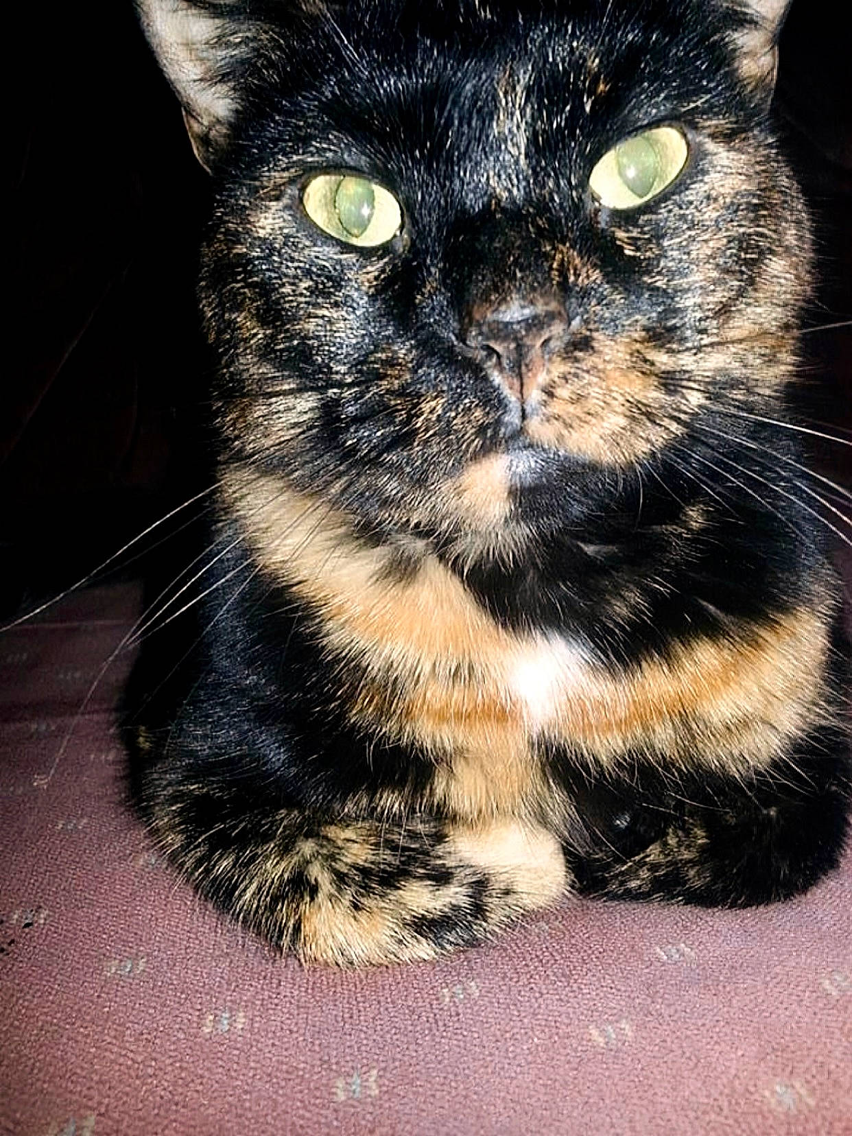 Pumpkin joined the competition — help win amazing prizes! black_cat, carnivore, cat, claw, domestic_short_haired_cat, felidae, fur, paw, small_to_medium_sized_cats, snout, tail, whiskers