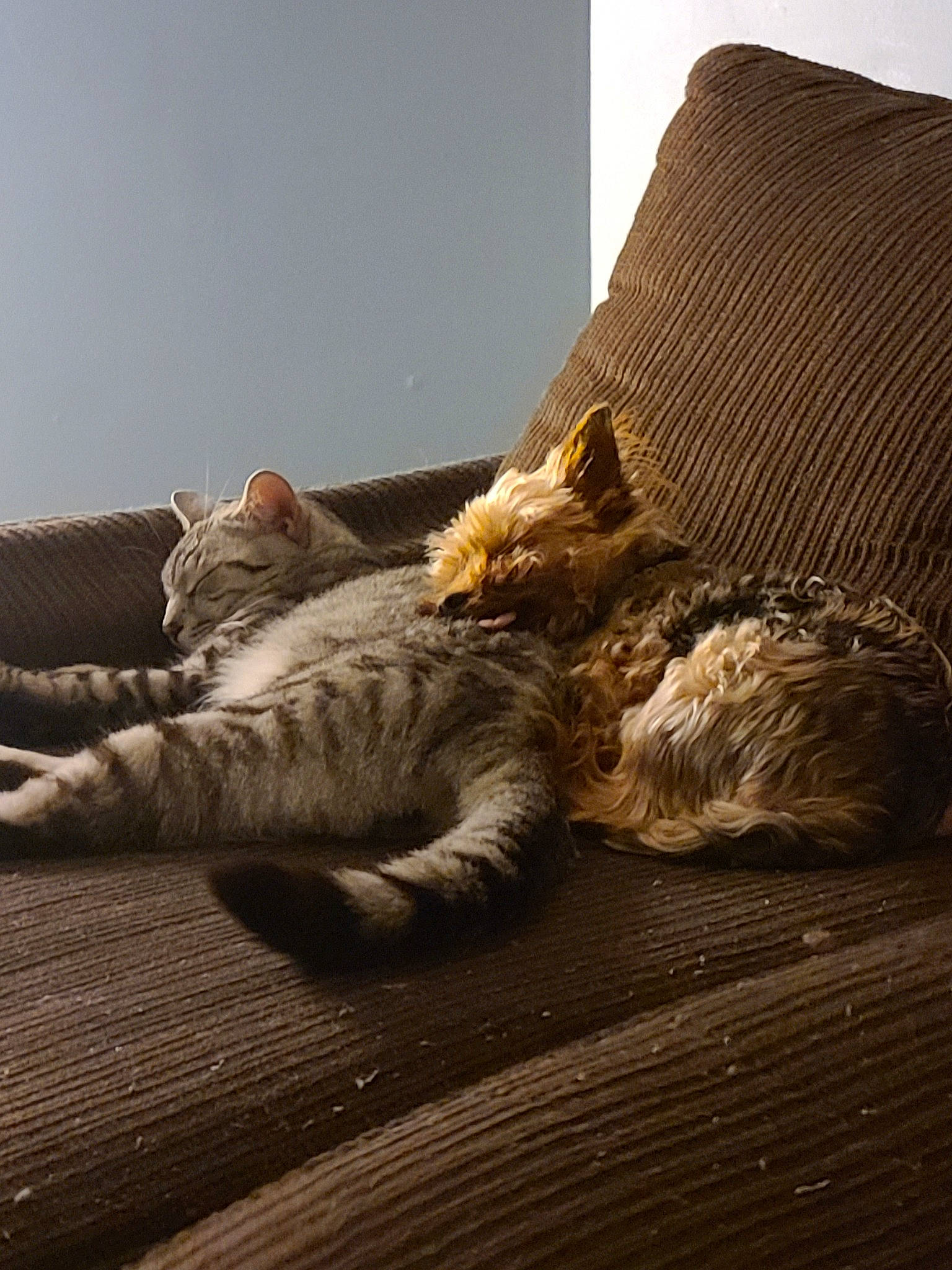 Dublin joined the competition — help win amazing prizes! asian, carnivore, cat, comfort, domestic_short_haired_cat, dragon_li, european_shorthair, felidae, floor, flooring, fur, kitten, nap, ocicat, pixie_bob, sleep, small_to_medium_sized_cats, tabby_cat, whiskers, wood