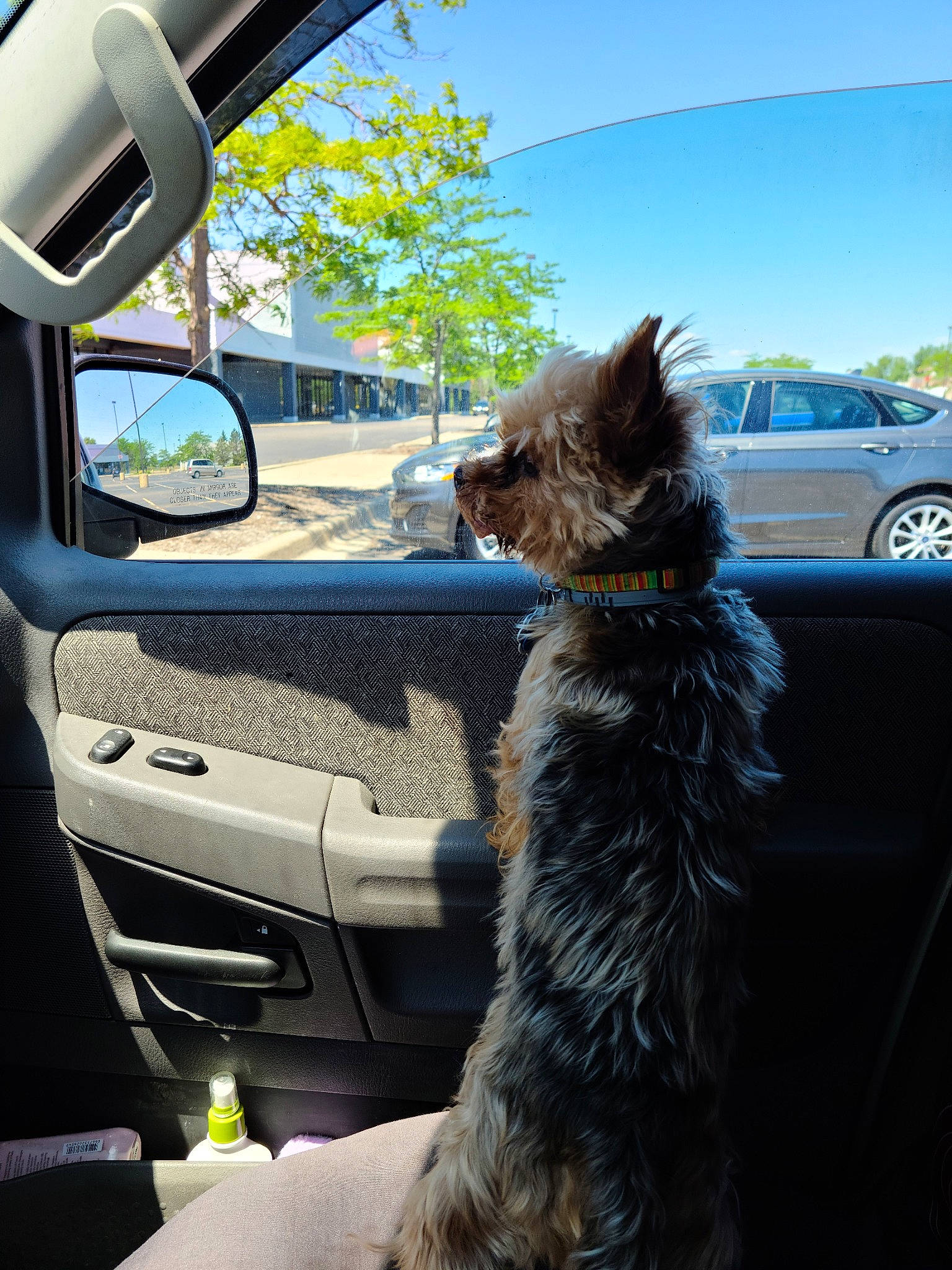 Dublin is registered to the contest to win money with this photo: auto_part, automotive_window_part, canidae, car, car_seat, carnivore, cat, dog, driving, felidae, fur, glass, photography, small_to_medium_sized_cats, sporting_group, vehicle, vehicle_door, whiskers, window, windshield