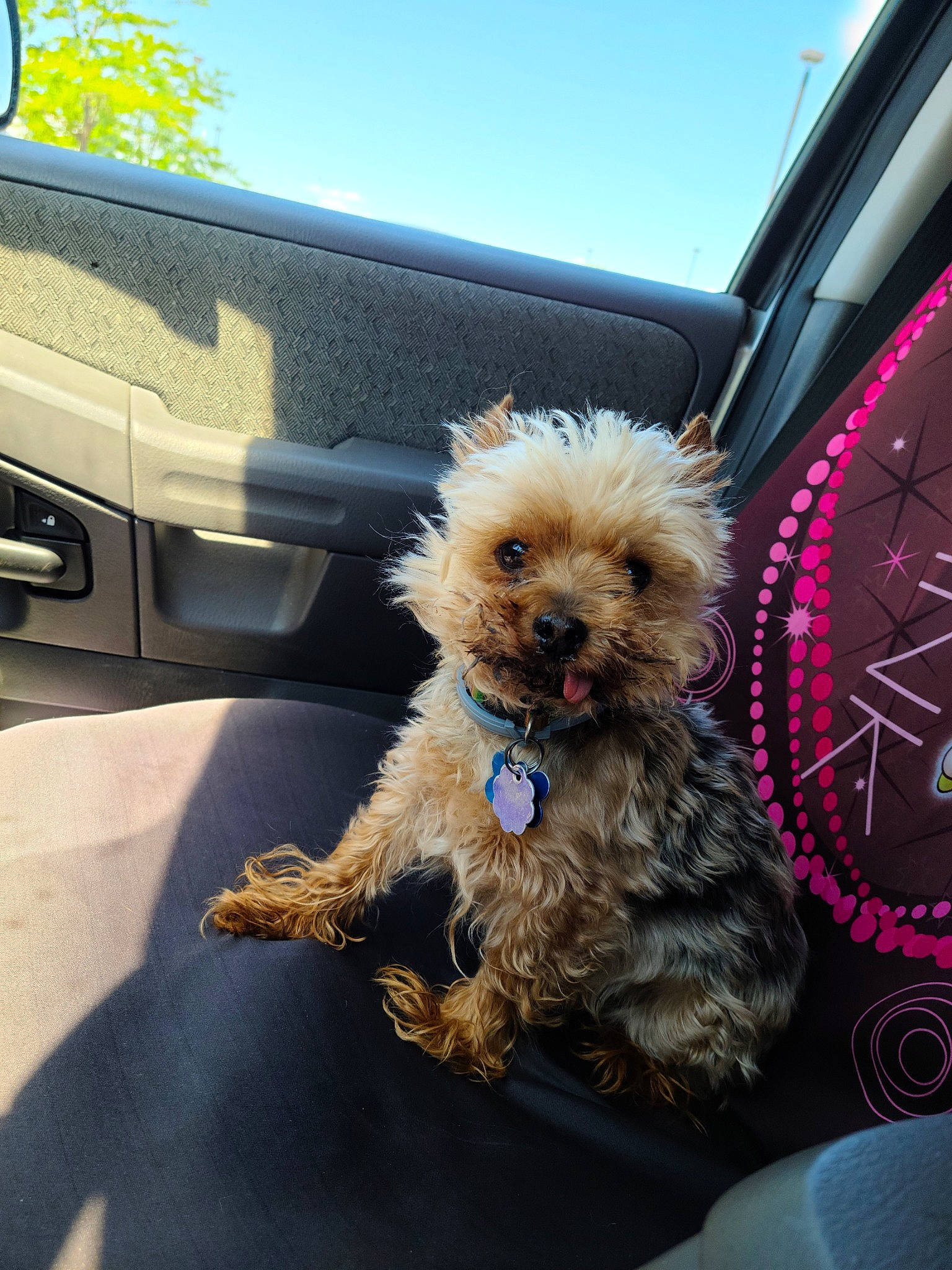 Dublin joined the competition — help win amazing prizes! bolonka, cairn_terrier, canidae, carnivore, companion_dog, dog, dog_breed, maltepoo, mammal, miniature_poodle, morkie, pekapoo, poodle_crossbreed, puppy, schnoodle, shih_poo, sporting_group, toy_poodle, vertebrate, yorkipoo