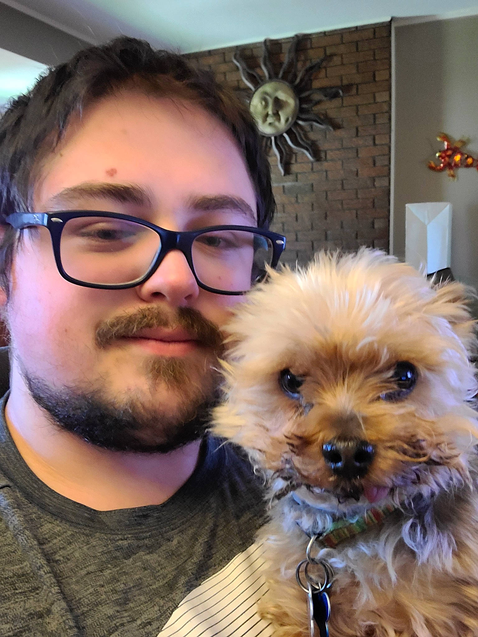 Dublin joined the competition — help win amazing prizes! cairn_terrier, canidae, carnivore, companion_dog, dog, dog_breed, eye, fur, glasses, griffon_bruxellois, maltepoo, mammal, morkie, norwich_terrier, puppy, puppy_love, schnoodle, skin, snout, yorkshire_terrier