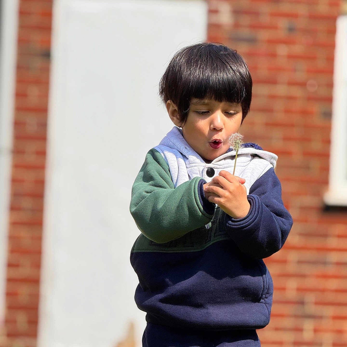Hoorain Kaisar is registered to the contest to win money with this photo: blowing, boy, brick_wall, casual_clothing, child, curious, dandelion, daylight, expression, flower, hoodie, nature, outdoor, person, plant, playful, puff, seed, standing, young