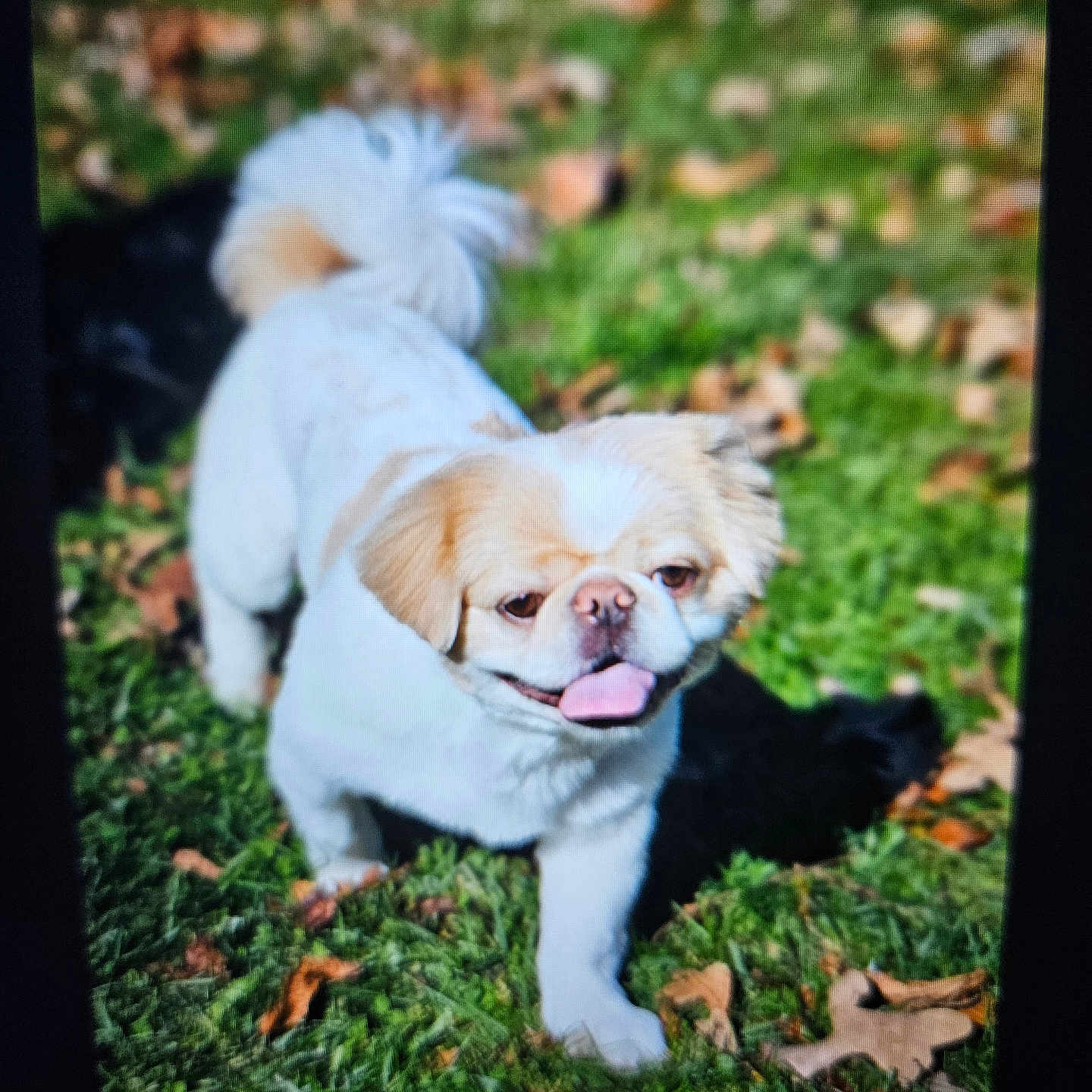 Georgie