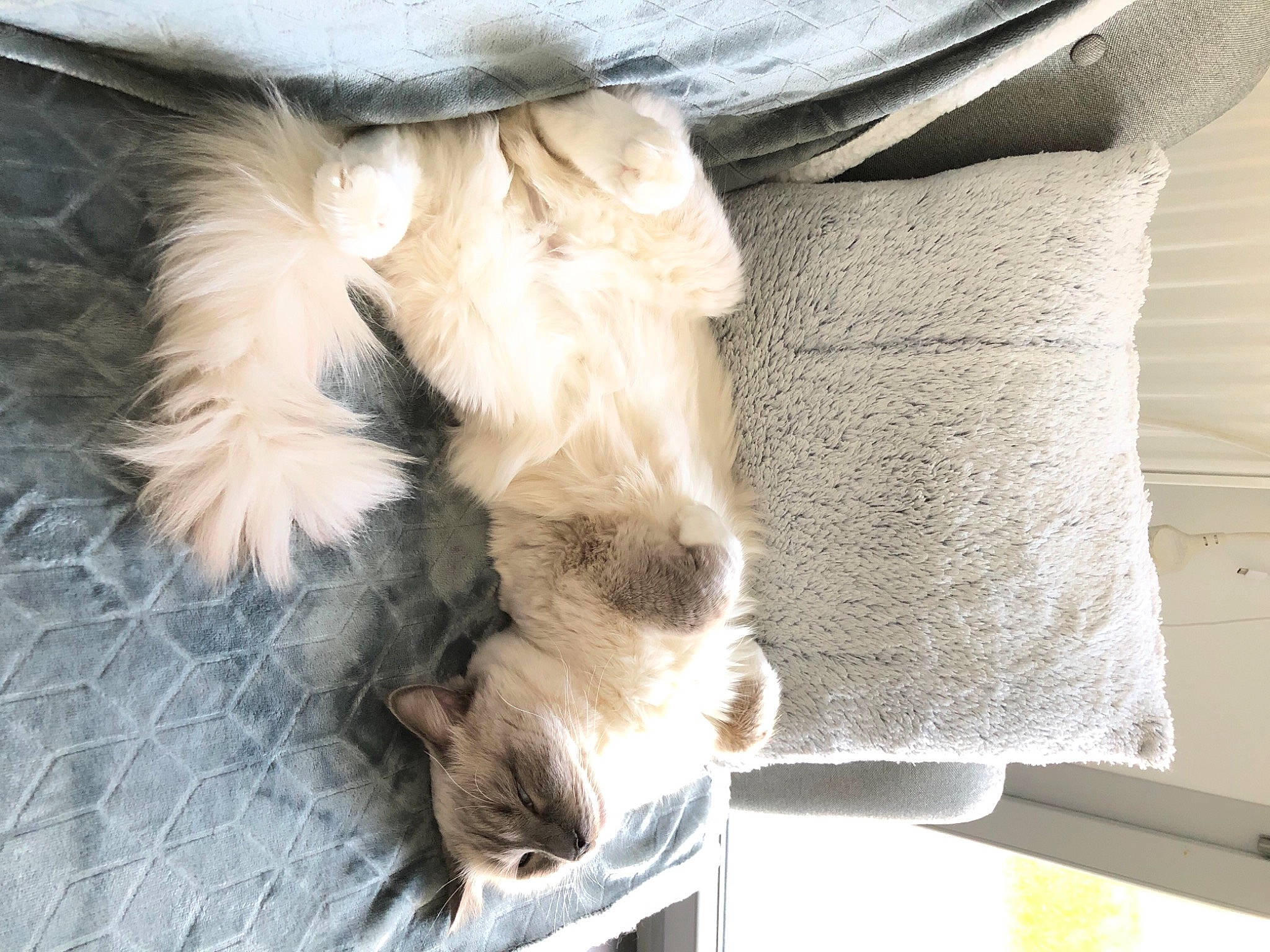 Pumba a rejoint le concours — aidez-le/la à gagner de superbes lots ! canidae, carnivore, claw, comfort, companion_dog, dog, dog_breed, dog_supply, fawn, felidae, fur, nap, paw, sleeve, small_to_medium_sized_cats, sporting_group, tail, terrier, toy_dog, whiskers