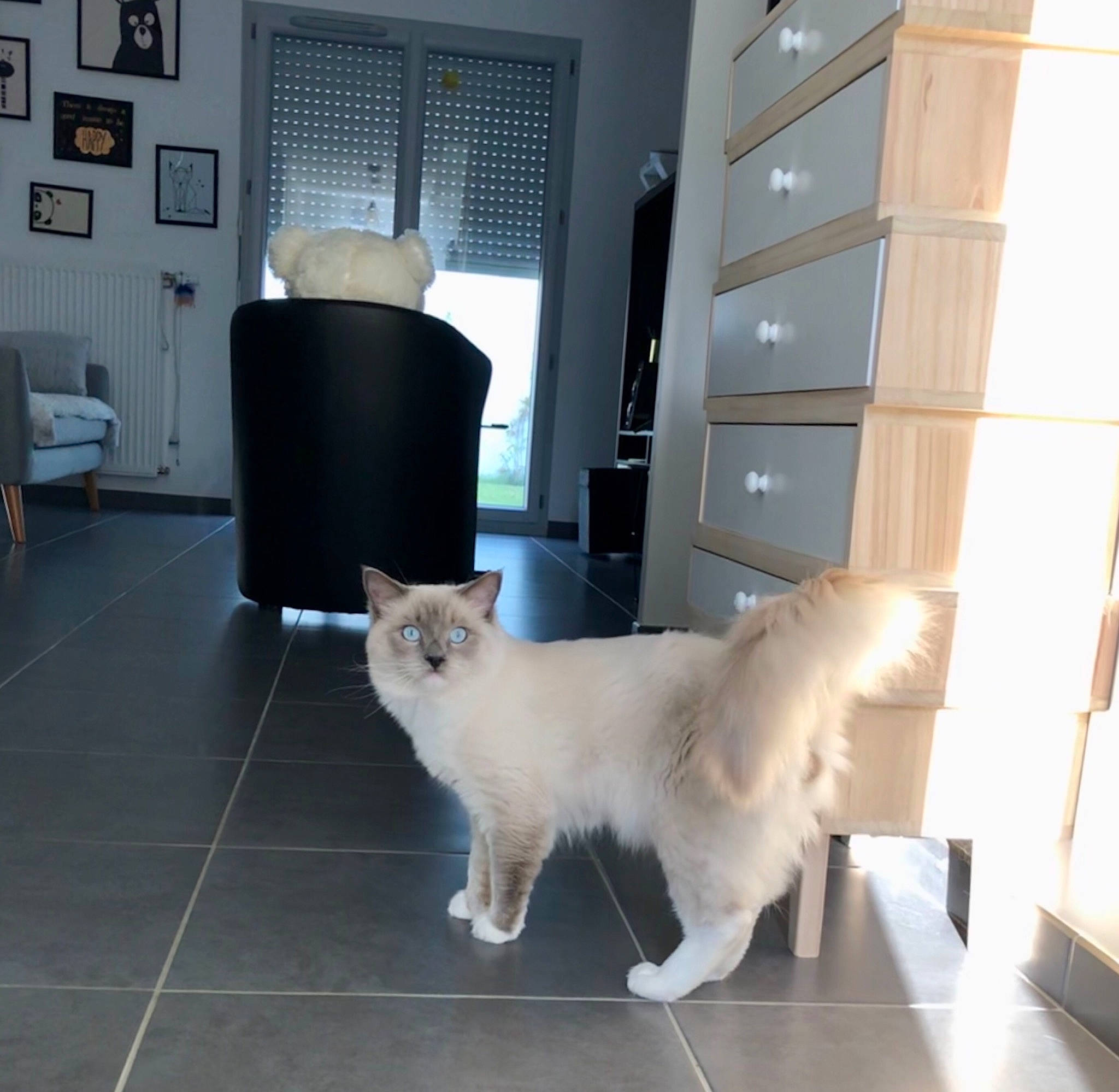 Pumba participe au concours pour gagner de l'argent avec cette photo : cabinetry, carnivore, cat, chair, chest_of_drawers, companion_dog, door, drawer, dresser, fawn, felidae, floor, flooring, fur, grey, hardwood, small_to_medium_sized_cats, tail, whiskers, wood