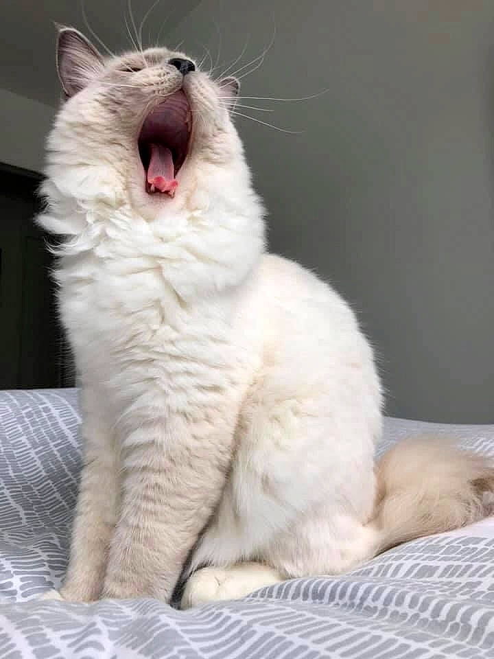 Pumba a rejoint le concours — aidez-le/la à gagner de superbes lots ! carnivore, cat, claw, domestic_short_haired_cat, fang, felidae, foot, fur, paw, small_to_medium_sized_cats, snout, tail, terrestrial_animal, whiskers, window, yawn