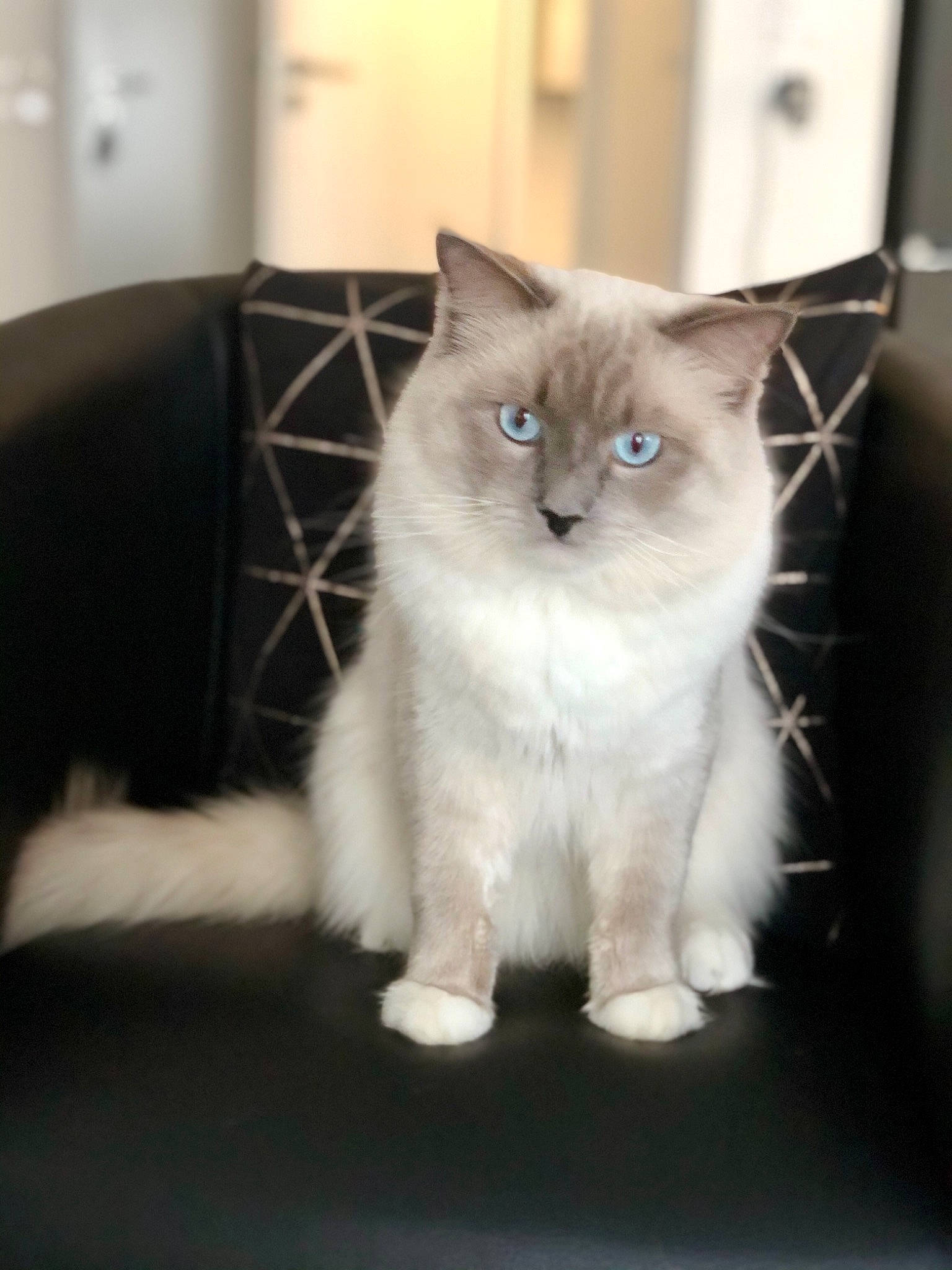 Pumba participe au concours pour gagner de l'argent avec cette photo : box, british_longhair, carnivore, cat, claw, comfort, couch, domestic_short_haired_cat, eye, fawn, felidae, fur, hardwood, paw, ragdoll, sitting, small_to_medium_sized_cats, snout, tail, whiskers