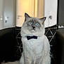 cat, blue_eyes, bow_tie, fluffy, sitting, indoor, chair, furniture, pet, animal, portrait, domestic_cat, feline, white_paws, long_hair, curious, alert, home, cozy, decor
