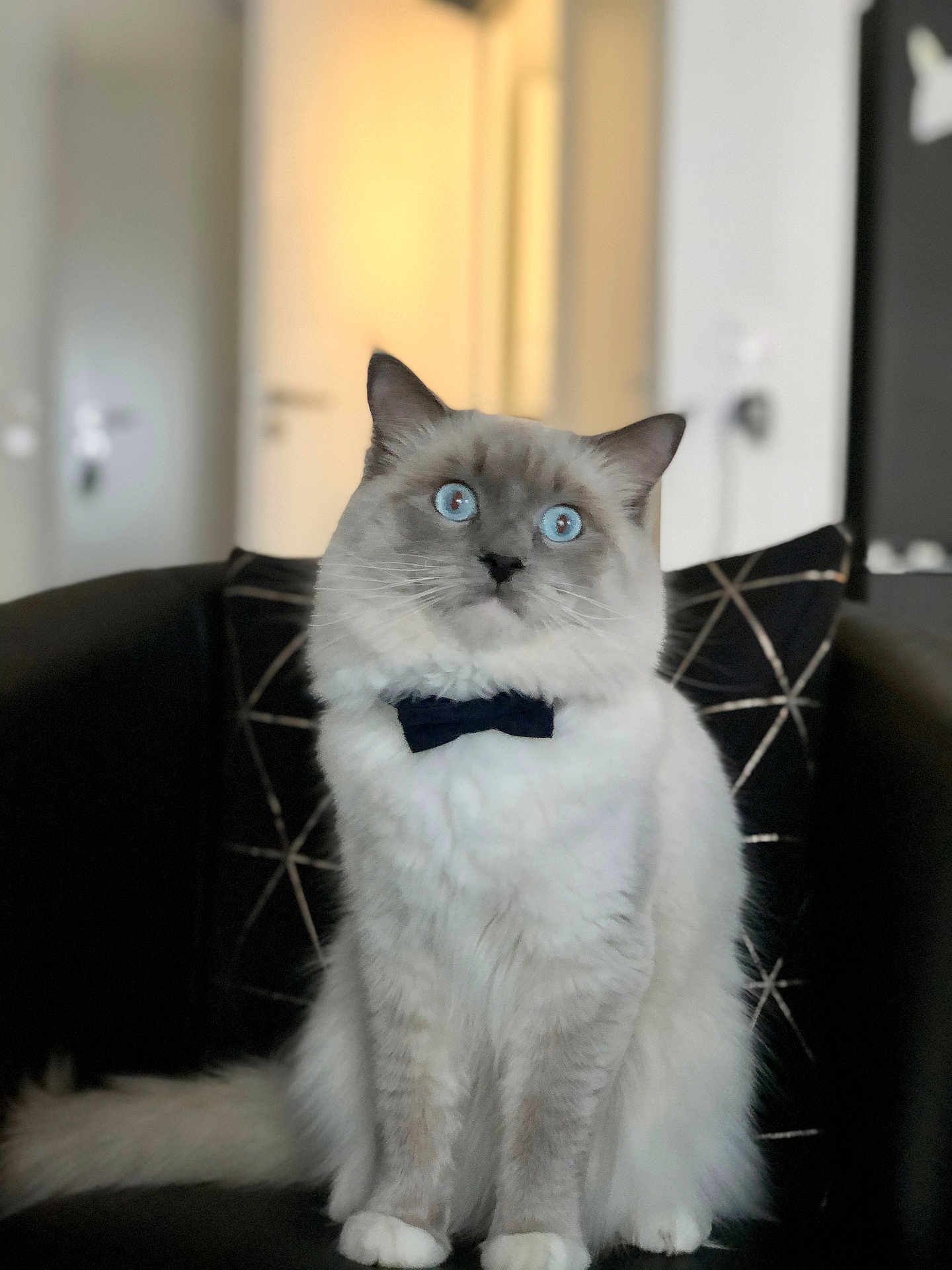 Poupou participe au concours pour gagner de l'argent avec cette photo : cat, blue_eyes, bow_tie, fluffy, sitting, indoor, chair, furniture, pet, animal, portrait, domestic_cat, feline, white_paws, long_hair, curious, alert, home, cozy, decor