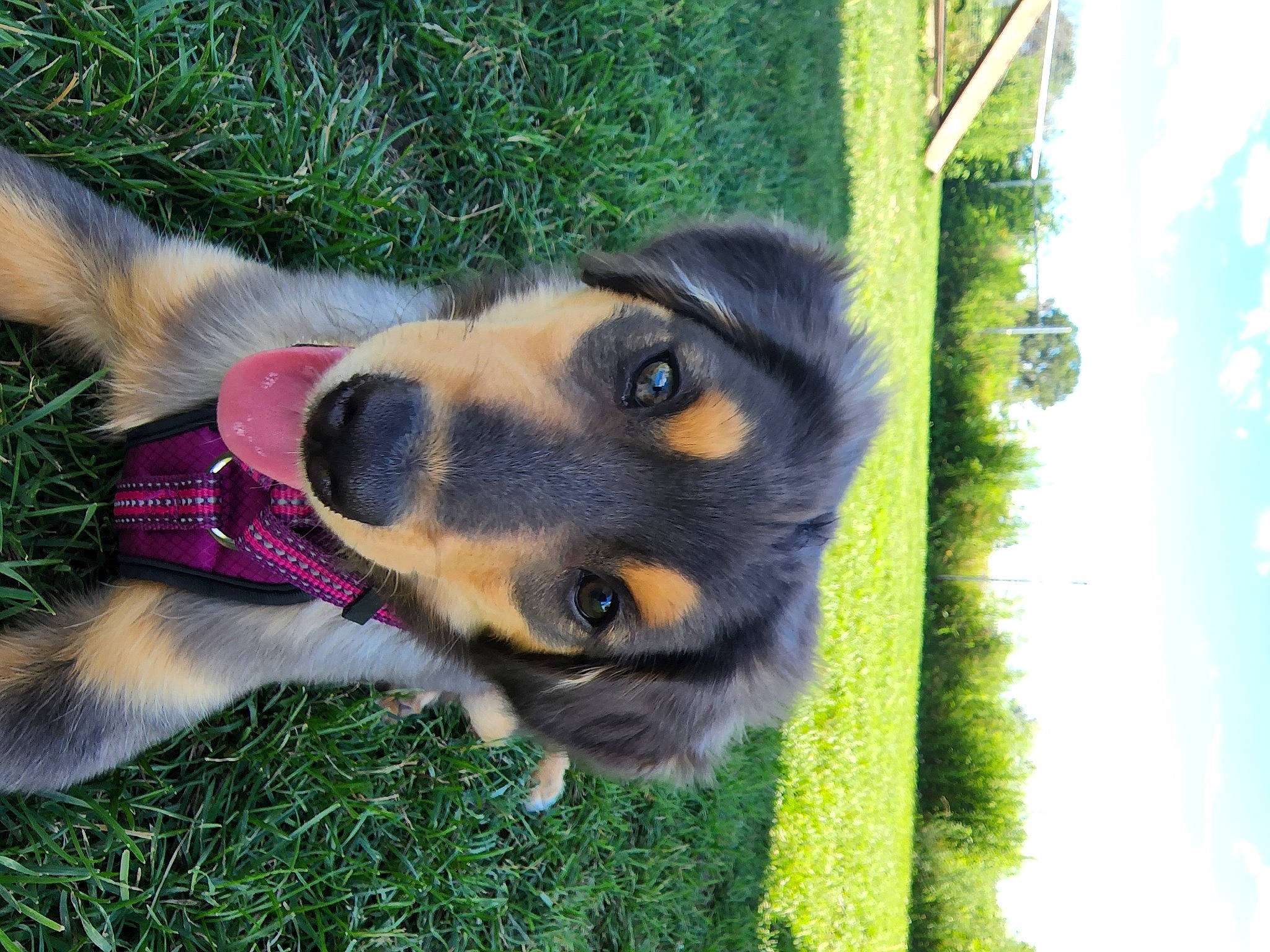 Luna is registered to the contest to win money with this photo: canidae, carnivore, cloud, companion_dog, dog, dog_breed, fawn, fur, german_shepherd_dog, grass, guard_dog, herding_dog, old_german_shepherd_dog, pet_supply, plant, sky, sporting_group, terrestrial_animal, tree, working_dog