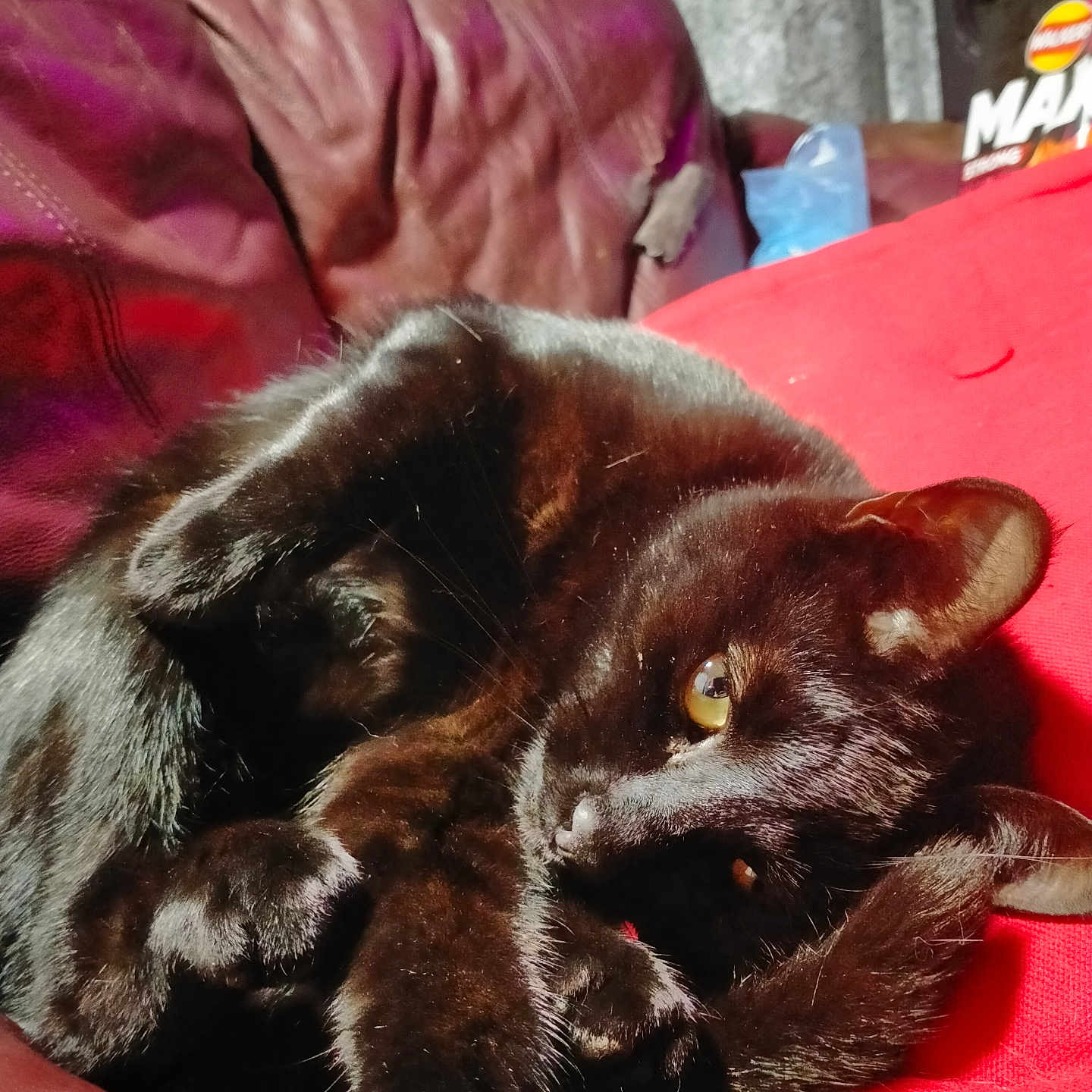 Shadow The Iii joined the competition — help win amazing prizes! animal, architecture, armchair, blackcat, building, cat, chair, couch, cushion, electronics, furniture, homedecor, indoors, livingroom, manx, person, pet, room, sleeping, speaker