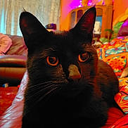 Shadow The Iii is registered to the contest to win money with this photo: abyssinian, animal, architecture, bed, bedroom, blackcat, building, cat, chair, couch, cushion, furniture, homedecor, indoors, interiordesign, kitten, livingroom, manx, pet, room