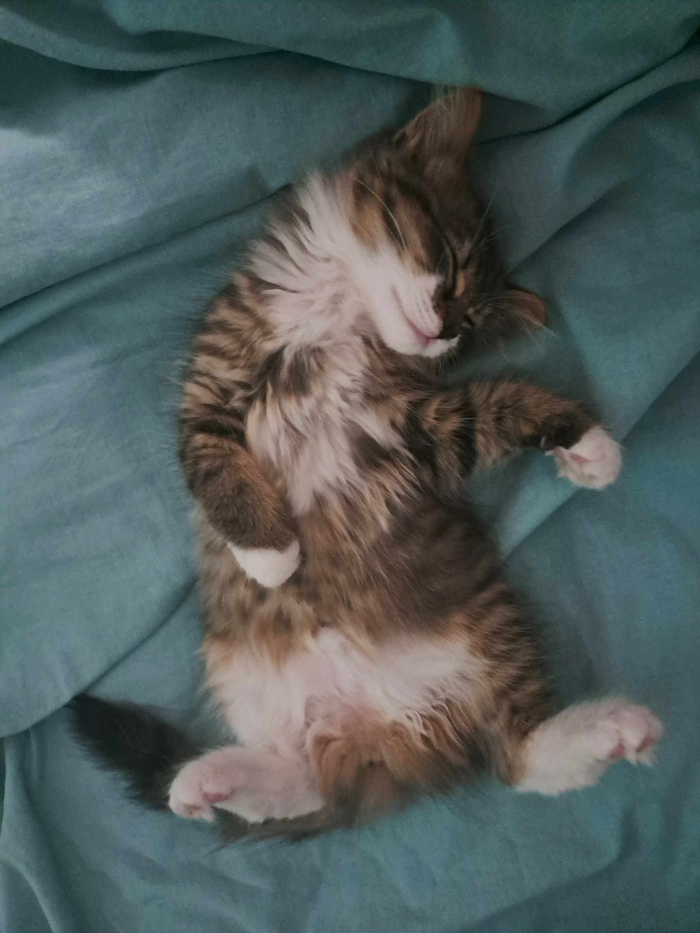 Altesse a rejoint le concours — aidez-le/la à gagner de superbes lots ! kitten, sleeping, cat, fluffy, fur, paws, blanket, blue, cute, pet, animal, resting, cozy, whiskers, tail, adorable, soft, young, relaxed, domestic_cat