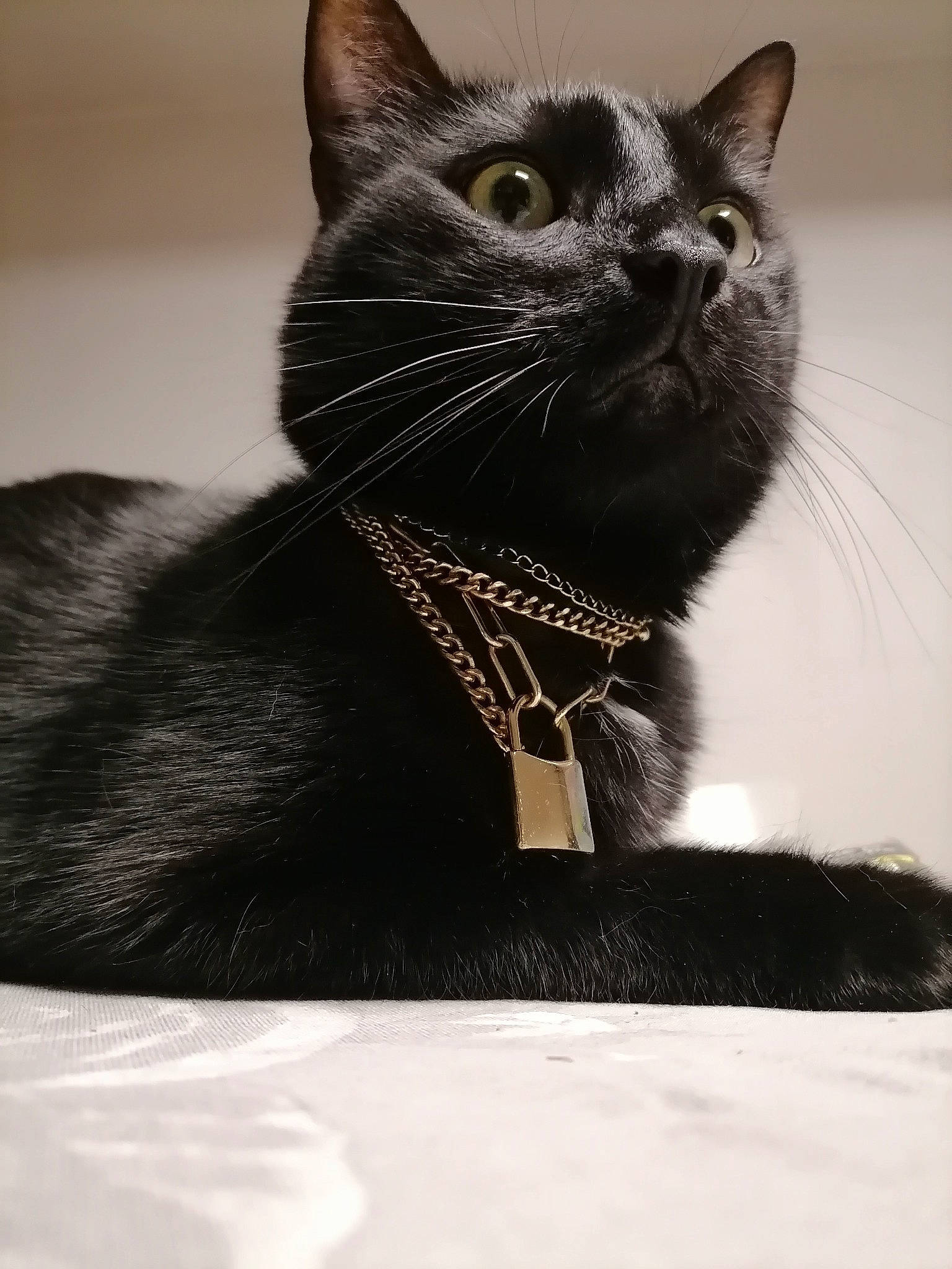 Baguerra a rejoint le concours — aidez-le/la à gagner de superbes lots ! black, black_cat, bombay, carnivore, cat, collar, domestic_short_haired_cat, felidae, fur, grey, monochrome, monochrome_photography, pet_supply, shadow, sitting, small_to_medium_sized_cats, snout, tail, terrestrial_animal, whiskers