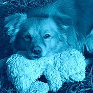 Kody is registered to the contest to win money with this photo: dog, stuffed_toy, grass, outdoor, animal, pet, fur, resting, cute, fluffy, canine, nature, lying_down, toy, mammal, relaxed, face, ears, snout, companion