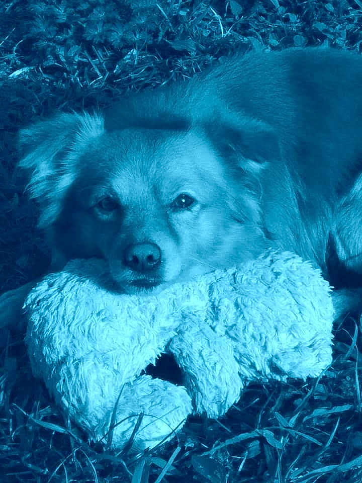 Kody is registered to the contest to win money with this photo: dog, stuffed_toy, grass, outdoor, animal, pet, fur, resting, cute, fluffy, canine, nature, lying_down, toy, mammal, relaxed, face, ears, snout, companion