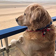 Jody participe au concours pour gagner de l'argent avec cette photo : dog, golden_retriever, balcony, beach, sea, sand, bandana, outdoor, pet, fence, fur, canine, animal, calm, nature, daylight, looking, quiet, pensive, scenery