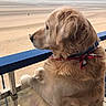 dog, golden_retriever, balcony, beach, sea, sand, bandana, outdoor, pet, fence, fur, canine, animal, calm, nature, daylight, looking, quiet, pensive, scenery
