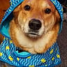 blue, carpet, closeup, costume, cute, dog, dresser, eyes, face, fur, hood, indoor, nose, pet, portrait, raincoat, rubber_duck_pattern, sitting, table, yellow