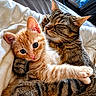 Monique a rejoint le concours — aidez-le/la à gagner de superbes lots ! cat, cats, kitten, tabby_cat, ginger_cat, cuddling, hugging, pets, feline, cute, indoor, blanket, resting, sleeping, closeup, animal, whiskers, ears, fur, cozy