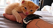 Monique participe au concours pour gagner de l'argent avec cette photo : kitten, cat, orange_cat, pet, animal, sleepy, cute, hand, wrist, watch, tattoo, bed, blanket, indoor, cozy, closeup, fur, paw, resting, young