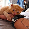 kitten, cat, orange_cat, pet, animal, sleepy, cute, hand, wrist, watch, tattoo, bed, blanket, indoor, cozy, closeup, fur, paw, resting, young