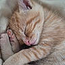 Monique participe au concours pour gagner de l'argent avec cette photo : kitten, cat, sleeping, orange_tabby, fur, paw, pink_nose, cute, cozy, closeup, pet, animal, resting, soft, whiskers, domestic_cat, feline, young, adorable, nap