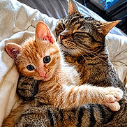 Monique a rejoint le concours — aidez-le/la à gagner de superbes lots ! cat, kitten, snuggling, hug, pets, feline, fur, cozy, bed, blanket, domestic_animal, cute, animal, whiskers, ears, relaxing, companionship, comfort, sleepy, closeup