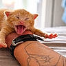 animal, bed, claws, cute, feline, fur, human_arm, indoor, kitten, mouth_open, orange_cat, paw, pet, relaxed, sleepy, stretching, tattoo, tiny, watch, wrist
