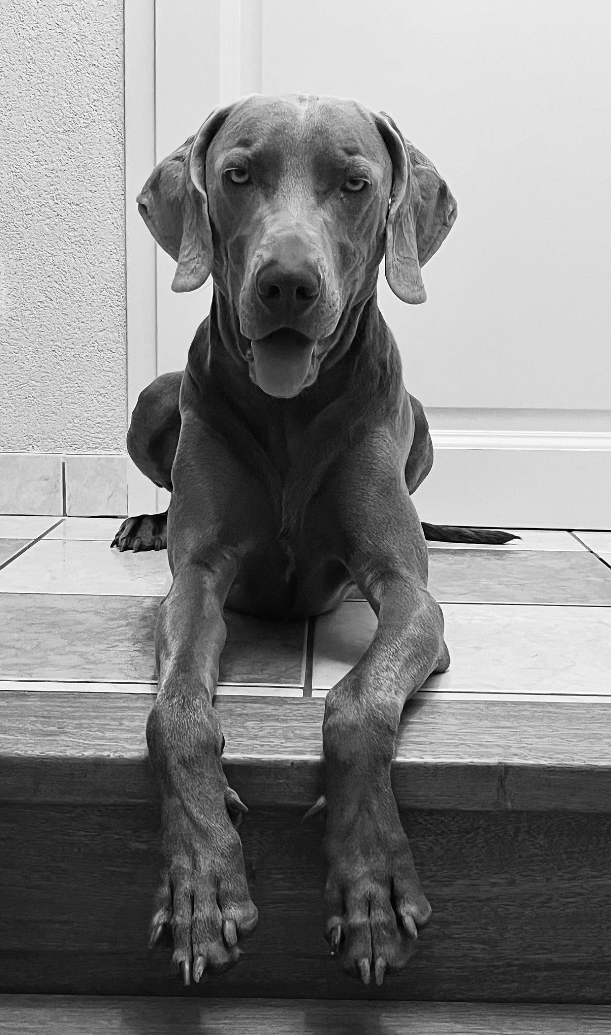 Sandro participe au concours pour gagner de l'argent avec cette photo : black, canidae, carnivore, companion_dog, dog, dog_breed, dog_collar, fawn, grey, gun_dog, liver, monochrome, monochrome_photography, retriever, sporting_group, style, terrestrial_animal, whiskers, white, working_animal