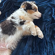 Boréo participe au concours pour gagner de l'argent avec cette photo : puppy, dog, tricolor, fur, blanket, blue_blanket, lying_down, resting, indoor, cozy, soft_texture, curious, calm, pet, animal, companion, jeans, human_leg, home, cute
