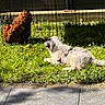 dog, chicken, grass, sunlight, wire_fence, outdoor, animal, pet, pavement, nature, daylight, speckled_chicken, fluffy_dog, greenery, shadow, watching, resting, backyard, summer, fence