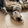 puppy, dog, indoor, tile_floor, person, socks, dog_bed, camouflage_pattern, toy, water_bottle, pet, relaxing, floor, laying_down, furry, curious, cozy, domestic, companion, resting