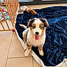 puppy, dog, blue_eyes, blanket, toy, floor, tile, baby_gate, indoor, pet, cute, fur, happy, tongue_out, sitting, tail, home, cozy, playful, young