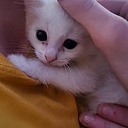 Willow is registered to the contest to win money with this photo: adorable, big_eyes, cat, close_up, cuddle, fabric, fingernails, fingers, hand, holding, human_hand, indoor, kitten, pet, portrait, soft, whiskers, white_fur, yellow_clothing, young