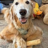 dog, golden_retriever, bone, carpet, indoor, pet, bandana, paw, smiling, happy, animal, fur, toy, plush, yellow, mammal, domestic_animal, closeup, canine, laying_down