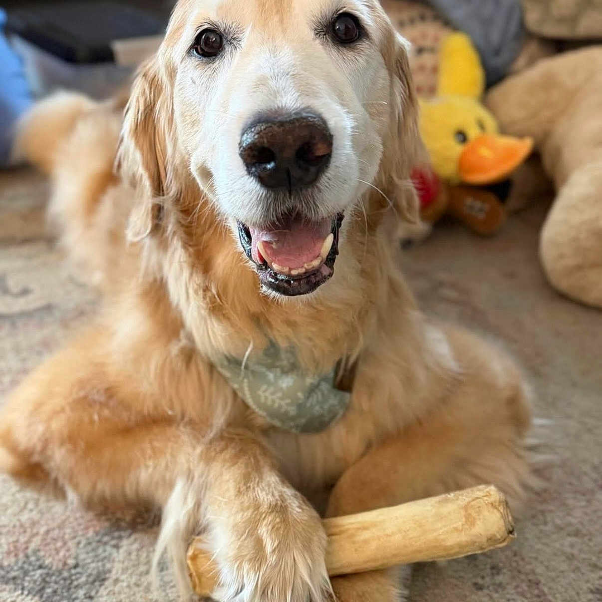 Edson is registered to the contest to win money with this photo: dog, golden_retriever, bone, carpet, indoor, pet, bandana, paw, smiling, happy, animal, fur, toy, plush, yellow, mammal, domestic_animal, closeup, canine, laying_down