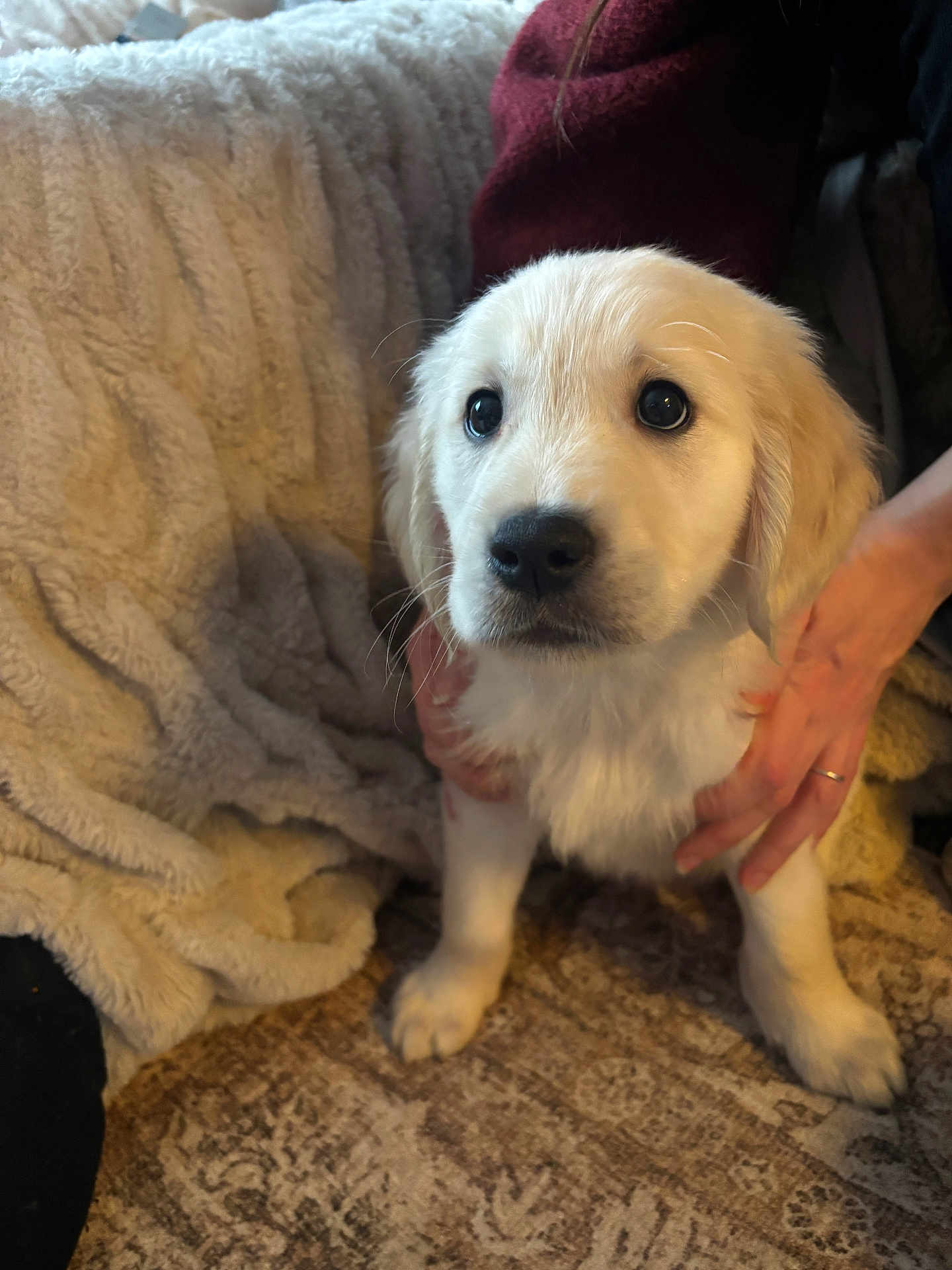Max is registered to the contest to win money with this photo: puppy, dog, golden_retriever, pet, animal, cute, furry, young, indoor, carpet, blanket, human_hand, maroon_sweater, cozy, curious, portrait, closeup, companion, domestic_animal, friendly
