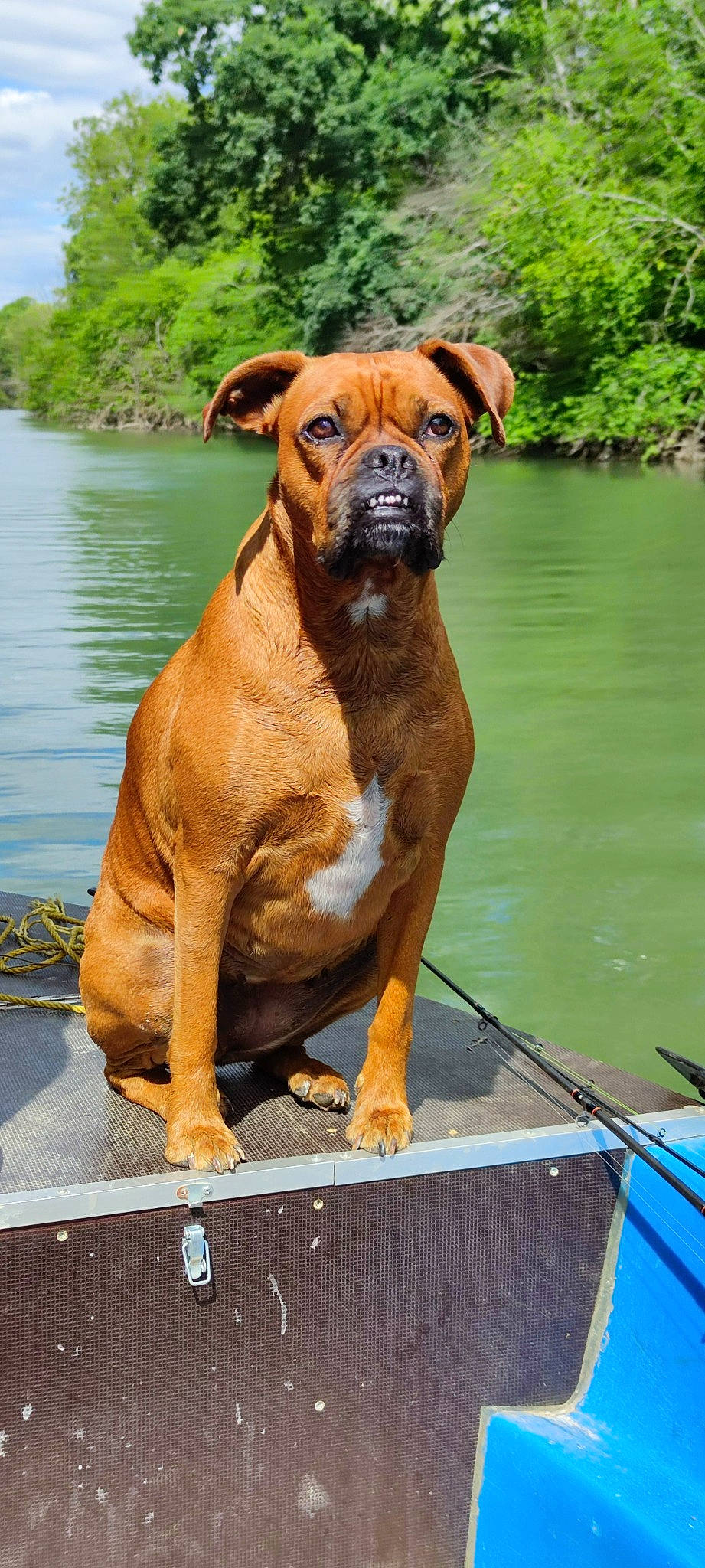 Naya participe au concours pour gagner de l'argent avec cette photo : boxer, carnivore, companion_dog, dog, dog_breed, door, fawn, grass, green, lake, liver, plant, snout, sporting_group, terrestrial_animal, tree, water, wood, working_animal, working_dog